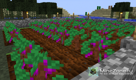 [1.4.7] Lots of food