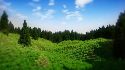 The Black Forest: 1000x1000